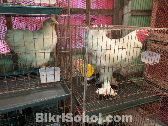 সাদা ব্রাহামা ১জোড়া